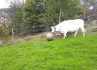 Suède : cette vache est accro au jeu de balle