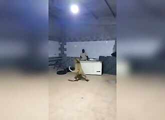 Il lâche un lion sur ses ouvriers pour les filmer en train de fuir