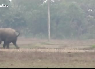 Ivre, un homme tente de se prendre en selfie avec un éléphant et frôle la mort