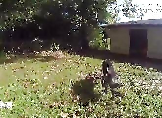 Un chien policier permet l’arrestation d’un suspect (Floride)