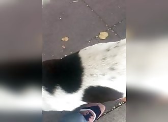 Géorgie : trois ans après l’avoir perdu, un homme retrouve son chien dans la rue