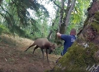 Police officer attacked by elk while trying to free him