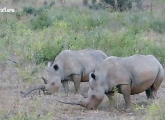 Un rhinocéros avec une corne qui pointe dans le mauvais sens