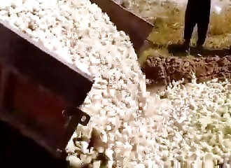 Sans aucune pitié, des milliers de poussins sont enterrés vivants (Iran)