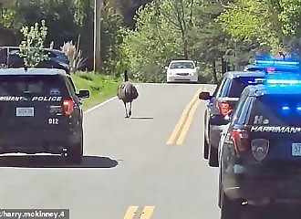  The police chase an emu for 30 km to capture it!  