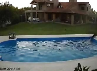 Noyade en piscine : un chien sauve un pitbull aveugle (Argentine)