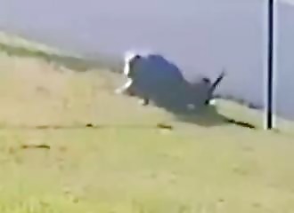Australie : un gros salopard attire un chien et le roue de coups