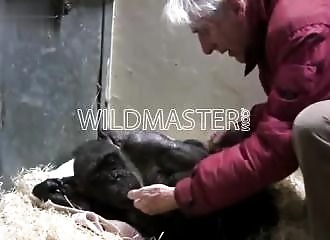 À l'orée de la mort, cette guenon âgée de 59 ans reçoit la visite d’un vieil ami et laisse éclater sa joie