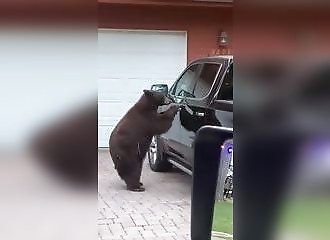 Incroyable: Un ours rentre dans sa voiture, elle le gronde comme un enfant !