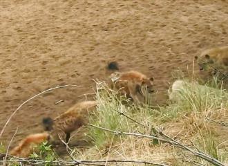 Afrique du Sud : sur le point de se faire voler son repas par des hyènes, une lionne reçoit de l'aide inespérée