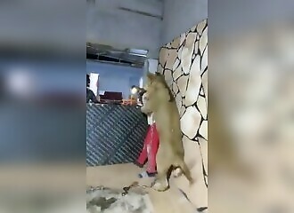 Un lion lâché sur des ouvriers africains pour amuser le propriétaire