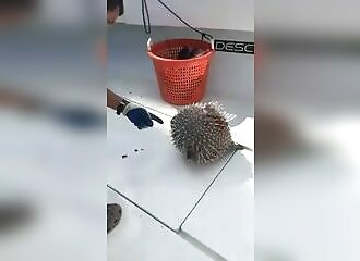 He puts his finger in a pufferfish's mouth and bitterly regrets it!