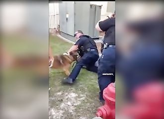 Un policier se fait mordre par son chien lors d'une arrestation chaotique