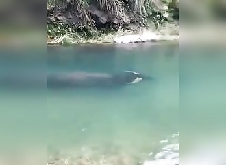 Un buffle d’eau fait de l’apnée dans une rivière