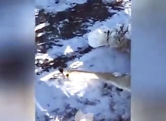 Frozen dear Face in ice Secourir une biche sur le point d’être gelée vivante