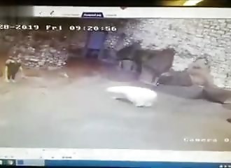 L’employée d’un zoo se retrouve en face d’un ours polaire (Russie)
