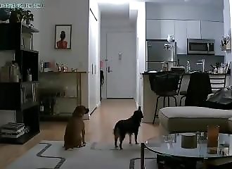 Une promeneuse de chien surprise en train de voler dans un appartement