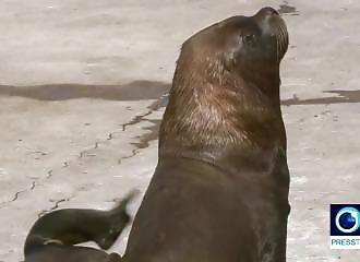 Profitant du Coronavirus, des otaries envahissent une station balnéaire (Argentine)