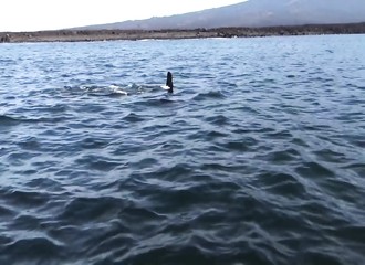 Quand une orque s’amuse avec une tortue de mer…