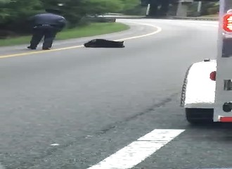 Un policier abrège les souffrances d’un ours qui vient de se faire heurter par une voiture