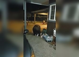 Un homme ivre ne remarque pas l’énorme ours devant lui…