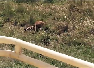Courageuse, cette maman zèbre sauve son petit des griffes d’une lionne (Kenya)