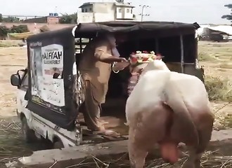 Cette vache n’apprécie pas trop qu’on se mette derrière elle…