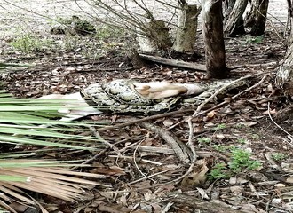 Une femme abat au pistolet un python qui vient de tuer sa chèvre