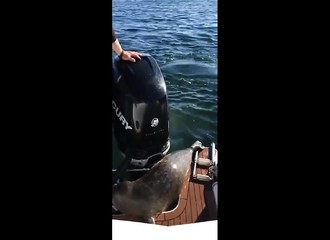 Pour échapper à des épaulards, un jeune phoque trouve refuge sur un bateau