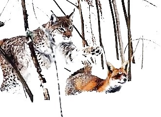 Alors qu’il chasse, un renard se fait poursuivre par un lynx