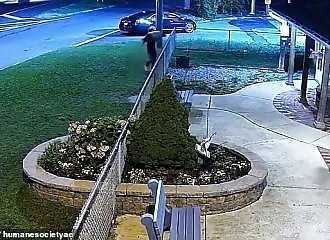 Man wanted after throwing several dogs over shelter fence