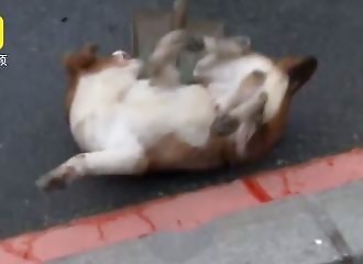 Chine : le triste sort d’un chien percuté par un taxi