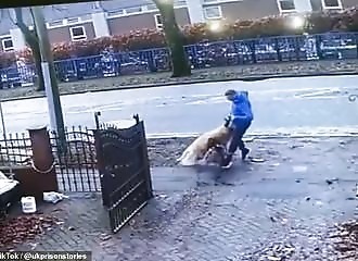 A pitbull attacks a golden retriever for no reason, its condition uncertain