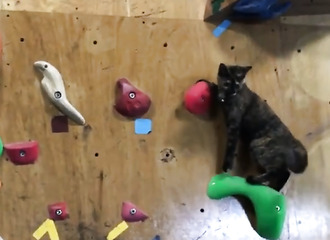 Un chat nous donne une petite leçon d’escalade
