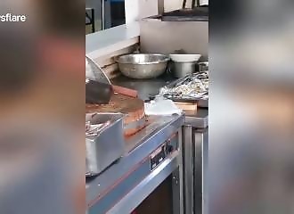 Des rats dans la cuisine d’un hôpital en Chine