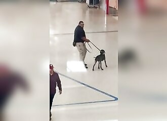 Surpris en train de maltraiter son chien, il se fait licencier