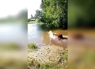 Cette façon de traiter une vache met en colère les internautes