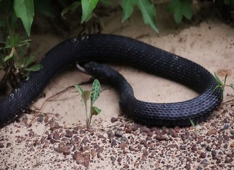 Alors qu’il vient à peine d’avaler son repas, ce serpent est contraint de le recracher…