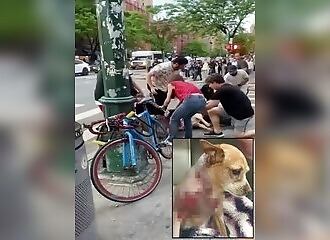 Two pit bulls slaughter a Chihuahua in New York (Warning - shocking)