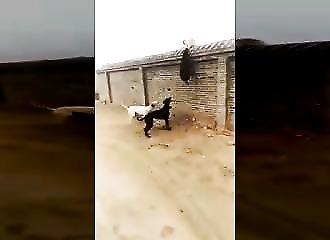Chat VS Bande de chiens enragés
