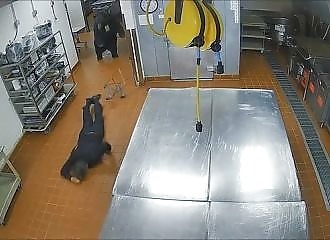 Un ours euthanasié après avoir attaqué un homme