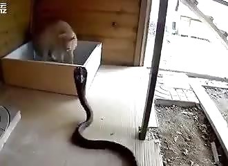 Chat contre cobra, qui gagne ?