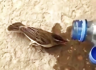 Généreux, un homme prend soin d’un oiseau déshydraté