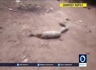 Inde : découvrez l’incroyable prise d’un cobra après qu’il l’ait régurgitée