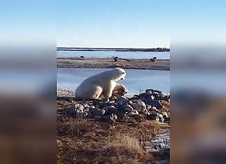 Canada : un ours polaire et un chien de traîneau deviennent “ami”