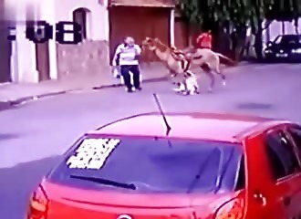 Complètement déchaînés, deux pitbulls attaquent un pauvre cheval