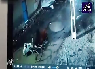 Inde : un zébu devient complètement fou et attaque un cycliste