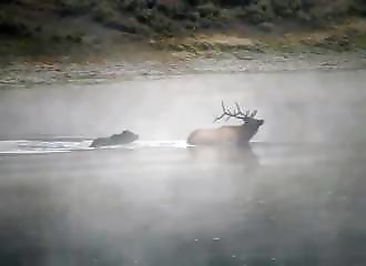 Un grizzly noie un wapiti dans une rivière (États-Unis)