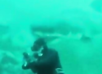 Quand un grand requin blanc surprend un plongeur…