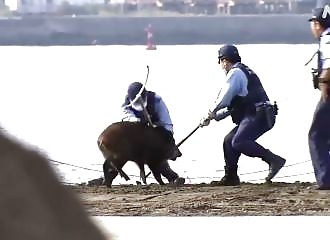 A wild boar attacks police officers after being captured